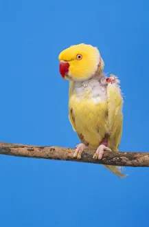 Lutino Ringneck Parakeet - male, sick, plucked itself after female died
