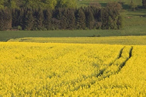 Luxembourg, Sure River Valley. Mustard field