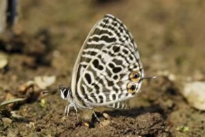 Lycaenid butterfly (Lycaenidae)