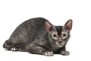 Lykoi cat in the studio - also known as a Werewolf cat