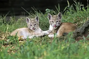 Mamals Prints: Lynx - 2 cubs resting, Bavaria National Park, Germany