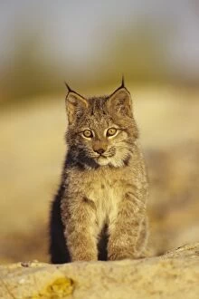 Lynx / Canadian Lynx cub
