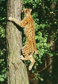 Images Dated 8th November 2010: Lynx - climbing tree