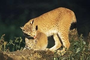 Lynx - female licking cub