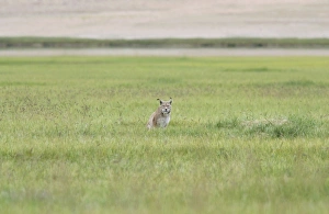 Images Dated 13th January 2010: Lynx in grassland on Tso Kar basin