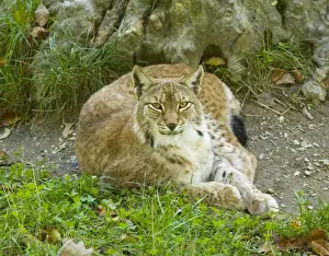 Introduced Prints: Lynx (Lynx lynx); rare in France, re-introduced into Vosges/Jura area
