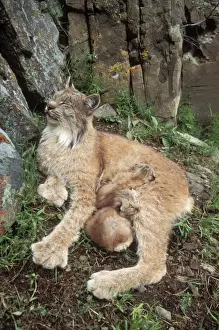 Lynx Mother & babies Montana, USA