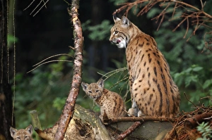 Images Dated 7th August 2007: Luchs