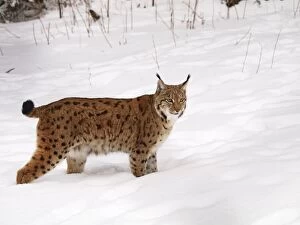 Images Dated 25th November 2009: lynx at snow, Germany