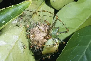 Spiderling Prints: Lynx Spider - protecting spiderlings
