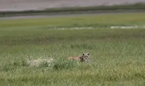 Lynx standing next to a marmot hole in the Tso Kar basin grasslands of eastern Ladakh, Jammu & Kashmir, India