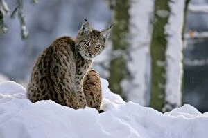 Images Dated 28th January 2005: Lynx in winter forest Bavarian Forest National Park, Germany