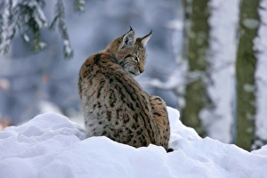 Images Dated 28th January 2005: Lynx in winter forest Bavarian Forest National Park, Germany