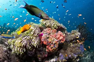 Marine Prints: Lyretail Wrasse - with Tomato Anemonefish / Clownfish (Amphiprion frenatus)and Damselfish - Maldives