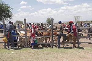 Images Dated 9th January 2009: Maasai cattle market