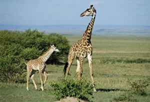 Maasai GIRAFFE- with baby