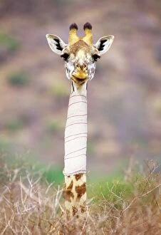 Maasai Giraffe - with bandage on neck