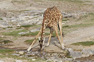 Maasai Giraffe bent over drinking from stream