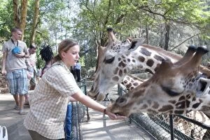 Maasai Giraffe - Being fed by tourists