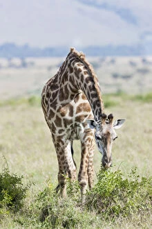Camelopardalis Gallery: Maasai Giraffe (Giraffa Camelopardalis Tippelskirchi)