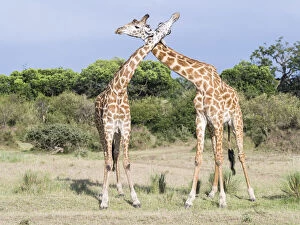 Images Dated 10th March 2013: Maasai Giraffe (Giraffa Camelopardalis Tippelskirchi)