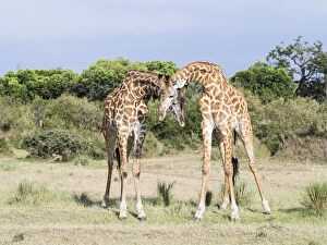 Images Dated 10th March 2013: Maasai Giraffe (Giraffa Camelopardalis Tippelskirchi)