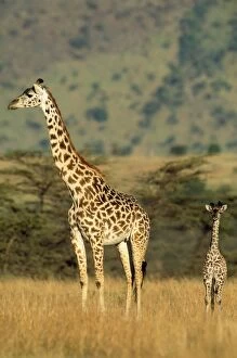 Images Dated 28th September 2006: Maasai Giraffe Maasai Mara, Kenya, Africa