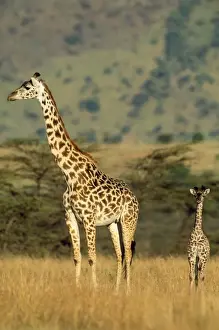 Maasai Giraffe Maasai Mara, Kenya, Africa