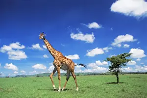 Maasai Giraffe Maasai Mara, Kenya. Africa