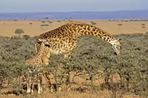 Animal Baby Prints: Maasai Giraffe - mother browsing while calf looks on, East Africa. 3mb17