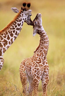 Calves Collection: Maasai Giraffe - mother sucking young's ear, Maasai Mara National Reserve, Kenya JFL01224