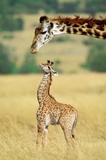 Protection Collection: Maasai Giraffe - mother and one week old young - Maasai Mara National Reserve