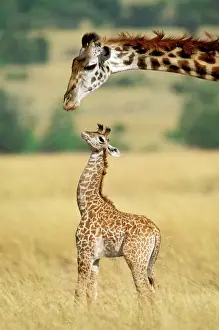 Protection Prints: Maasai Giraffe - mother and one week old young - Maasai Mara National Reserve