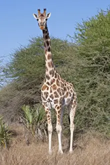 Mombasa Prints: Maasai Giraffe - Nguuni Nature Reserve Mombasa Kenya