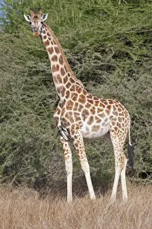 Mombasa Prints: Maasai Giraffe - Nguuni Nature Reserve Mombasa Kenya