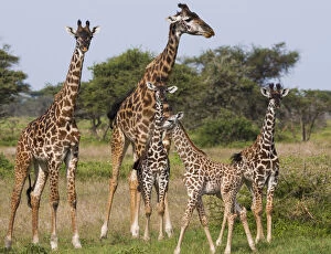 Camelopardalis Gallery: Maasai giraffe, Serengeti National Park