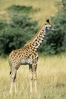 Maasai Giraffe Sleeping. Maasai Mara, Kenya, Africa