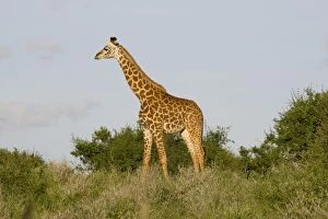 Images Dated 17th December 2008: Maasai Giraffe - Tsavo East National Park Kenya