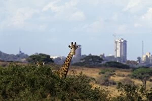 Images Dated 22nd May 2007: Maasai Giraffes - Nairobi National Park, Kenya, Africa 3MB502