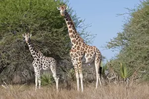 Mombasa Prints: Maasai Giraffes - Nguuni Nature Reserve Mombasa Kenya