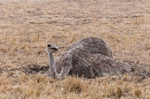 Ornithology Gallery: Maasai ostrich (Struthio camelus), Maasai