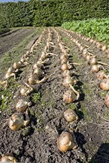 MAB-1043 Onions drying on soil