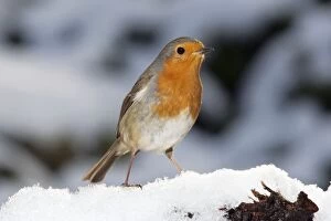 MAB-1099 Robin - close up in snow