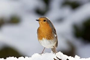 MAB-1100 Robin - close up in snow
