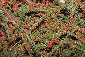 MAB-113 Cotoneaster plant - with abundant red berries