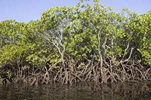 MAB-136 Red mangroves - along coastline