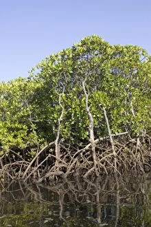 MAB-137 Red mangroves - along coastline