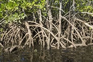 MAB-138 Prop roots of Red mangroves along coastline