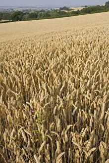 MAB-235 Field of ripe wheat ready for harvesting