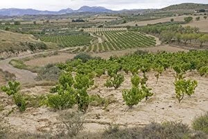 MAB-299 Vineyards with ripe grapes ready for harvesting on hillsiides